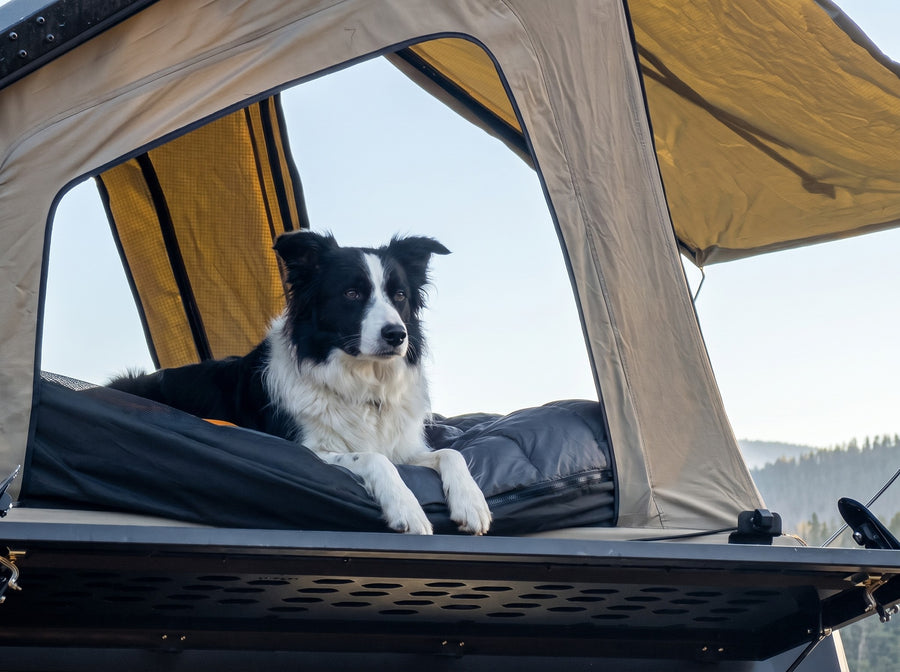 Dog looking out of the truck camper roof tent window